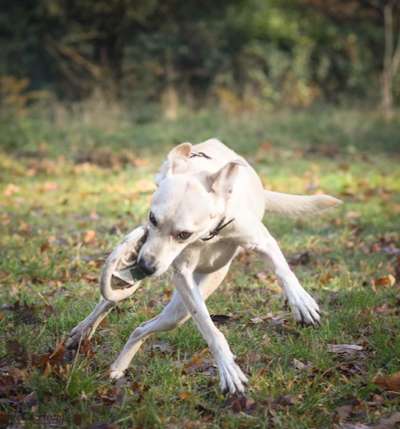 Dogorama Photo Challenge - Lieblingsspielzeug!-Beitrag-Bild