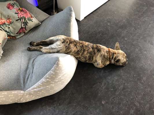 Zeigt mir die lustigsten Schlafpositionen eurer Fellnasen-Beitrag-Bild