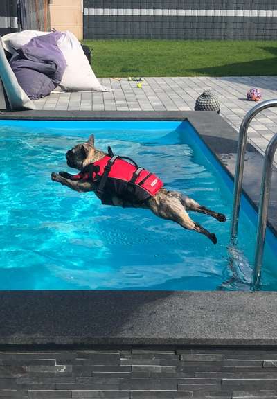 Dogorama-Monats-Challenge-Mai "Wasser"-Beitrag-Bild