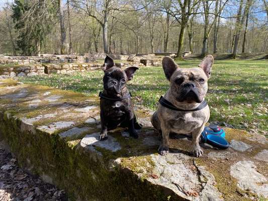 Zeigt her eure Frenchi-Beitrag-Bild