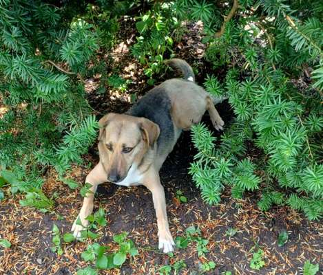 Welche Hunderasse-Beitrag-Bild