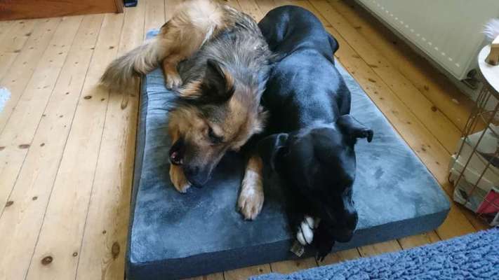 Die Dogorama Wochen Challenge "Friends will be Friends"-Beitrag-Bild