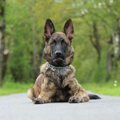 Fotochallenge Nr. 59 - Mein Hund zeigt die Zunge-Beitrag-Bild