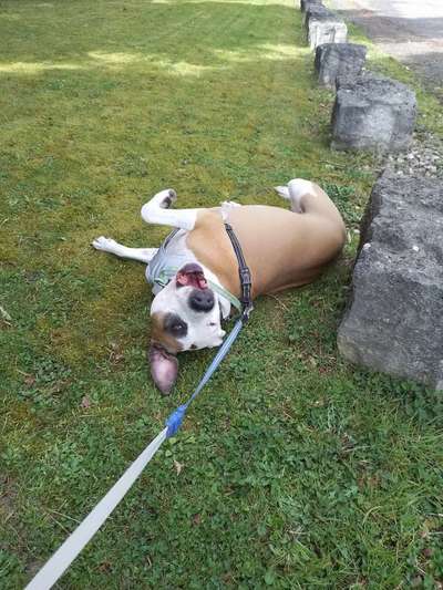 Freunde von 'Kampfhunden'-Beitrag-Bild