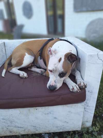 Freunde von 'Kampfhunden'-Beitrag-Bild