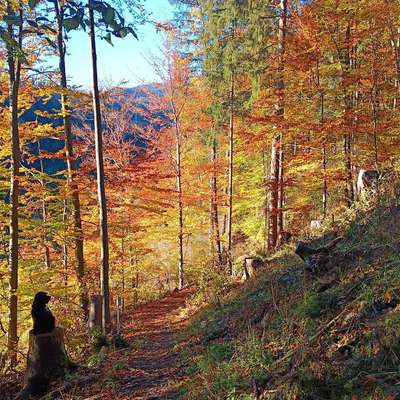 Hundetreffen-Begegnungstraining-Bild