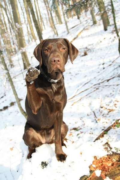 Dogorama Photo Challenge - Es wird nochmal kalt!-Beitrag-Bild