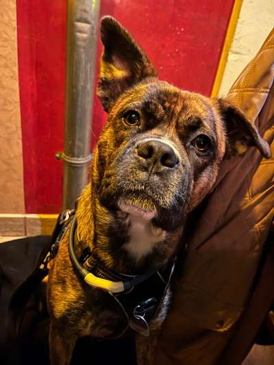 Wie heißt dein Hund?-Beitrag-Bild