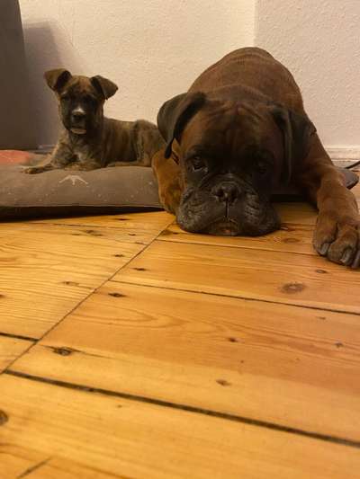 Boxer ???-Beitrag-Bild