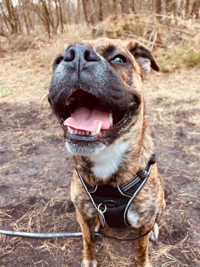 Dein lächelnder Vierbeiner-Beitrag-Bild