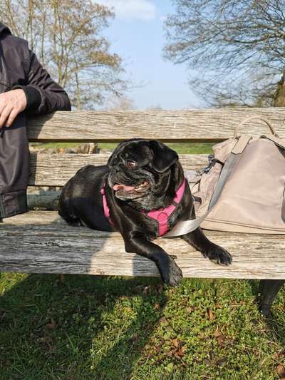 Wühltischwelpen-Beitrag-Bild