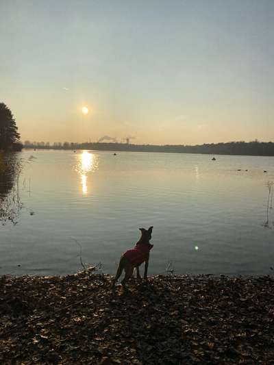 Die wunderschöne Welt mit Hund.-Beitrag-Bild