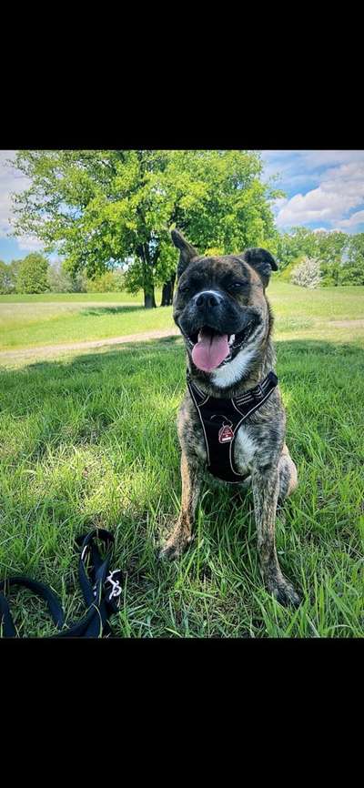 Die Dogorama Monats Challenge "Es grünt und blüht"-Beitrag-Bild