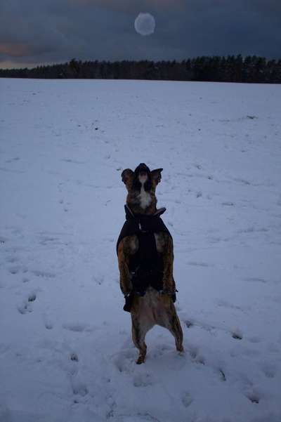 Challenge Nr. 16         Dynamik - Dein Hund in Bewegung-Beitrag-Bild