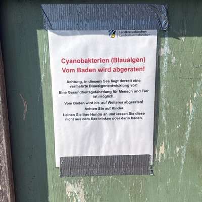 Giftköder-VORSICHT BLAUALGEN HEIMSTETTENER SEE!!!!-Bild