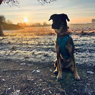 Hundetreffen-Spazieren gehen und Spielen-Bild