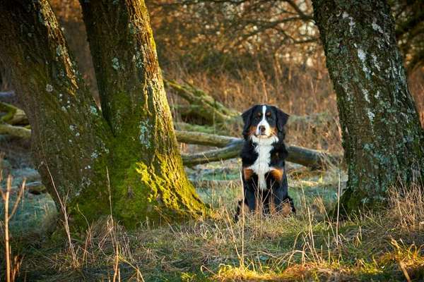 Berner Sennen-Beitrag-Bild