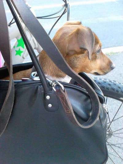 Welpen Bilder !-Beitrag-Bild