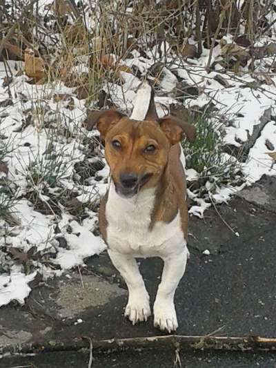Jack Russel-Beitrag-Bild