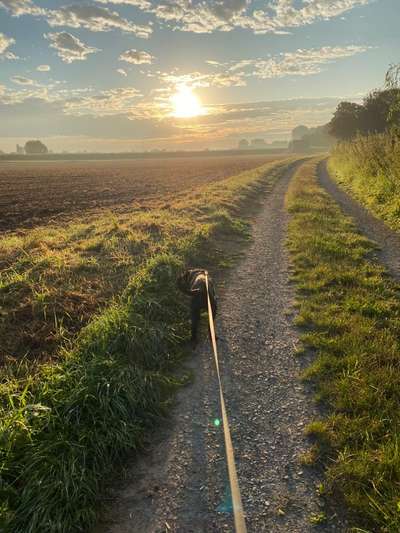 Die wunderschöne Welt mit Hund.-Beitrag-Bild