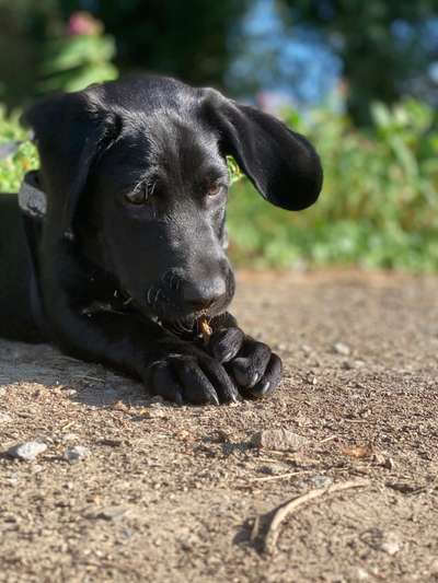 Die Dogorama Wochen Challenge-Beitrag-Bild