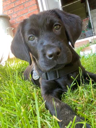 Welpen Bilder !-Beitrag-Bild