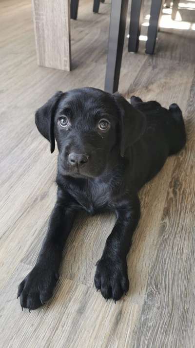 Welpen Bilder !-Beitrag-Bild