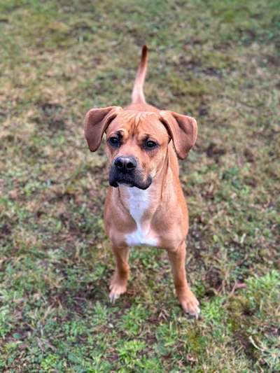 Hundetreffen-Spaziergang-Bild