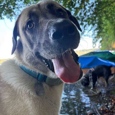 Hundetreffen-Freuen uns auf Gesellschaft und übungspatner🙂-Bild
