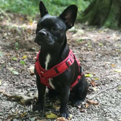 Hundetreffen-Junghundtreffen