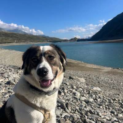 Hundetreffen-Hundefreunde zum Spielen und Gassi gehen-Bild