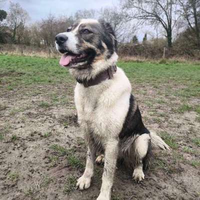 Panikgeschirr gesucht-Beitrag-Bild