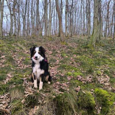 Hundetreffen-Gassi gehen-Bild
