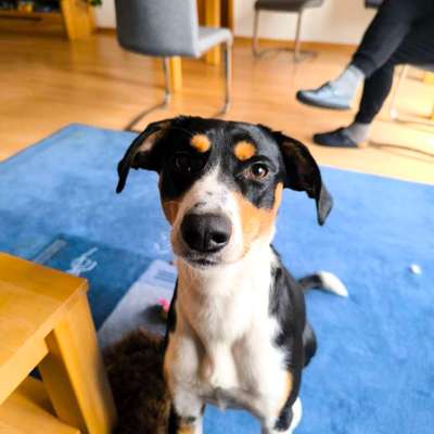 Hundetreffen-Train and Trail-Bild