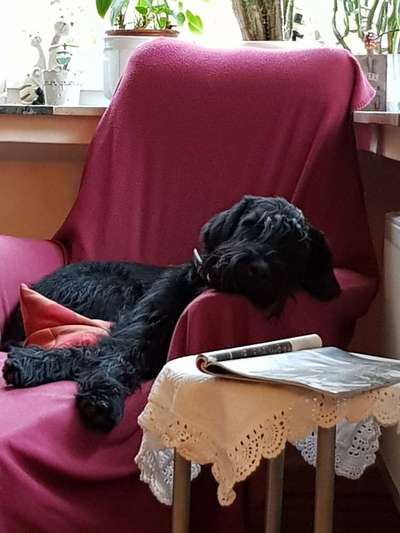 Hunde Memes-Beitrag-Bild