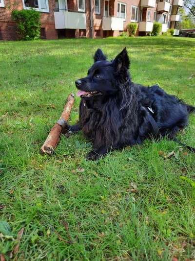 Mischlinge raten - Rätselspaß-Beitrag-Bild