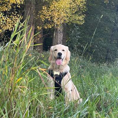 Hundetreffen-Balu sucht Spielfreunde-Bild