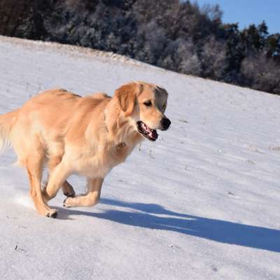 Hundetreffen-Balu sucht Spielfreunde-Bild