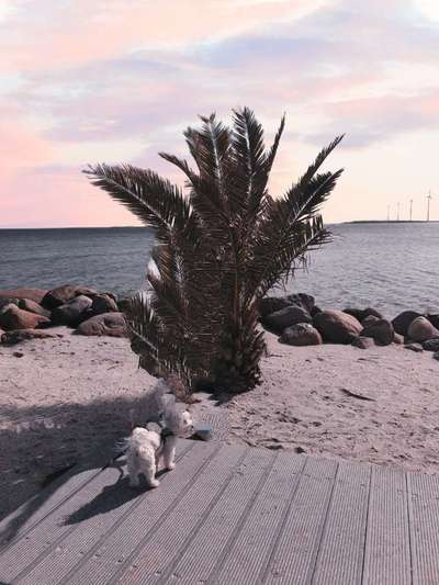 Dogorama-Monats-Challenge-Mai "Wasser"-Beitrag-Bild