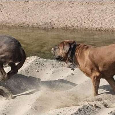 Leine oder nicht?-Beitrag-Bild