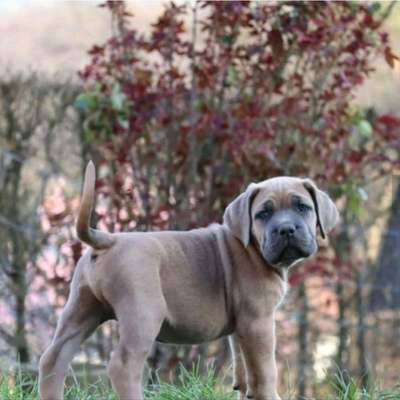 Entscheidung für euren Hund-Beitrag-Bild