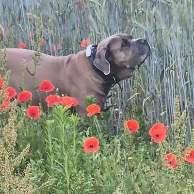 Was hat euch heute mit eurem Hund gefreut?-Beitrag-Bild