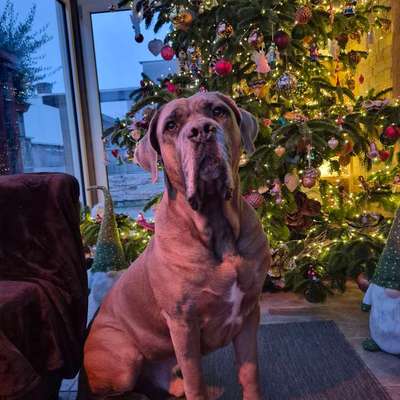 ⁉️🎄 Hund an Weihnachten nicht erwünscht?!-Beitrag-Bild