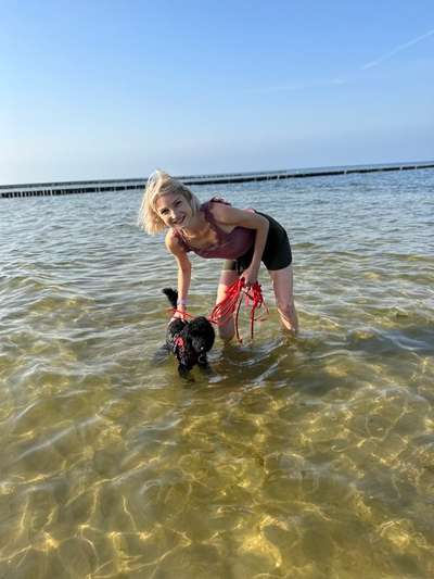 Strand- & Meerurlaub mit Hund - Fellpflege.-Beitrag-Bild