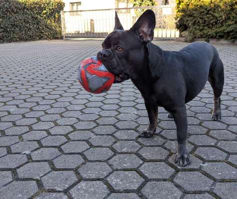 Hundetreffen-Treffen zur Sozialisierung und zum Spielen-Bild