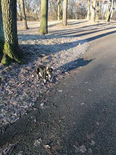 Französische Bulldoggen-Beitrag-Bild