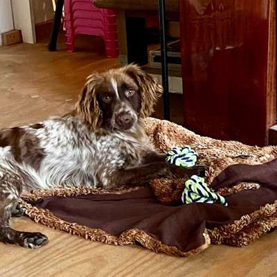 Hundetreffen-Spielen und Toben-Bild