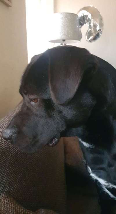 Labradorfans-Beitrag-Bild