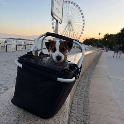 Hundetreffen-Welpen spielen-Bild