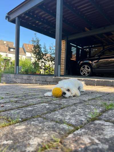 Hundetreffen-Dog-Social für die Kleinen-Bild